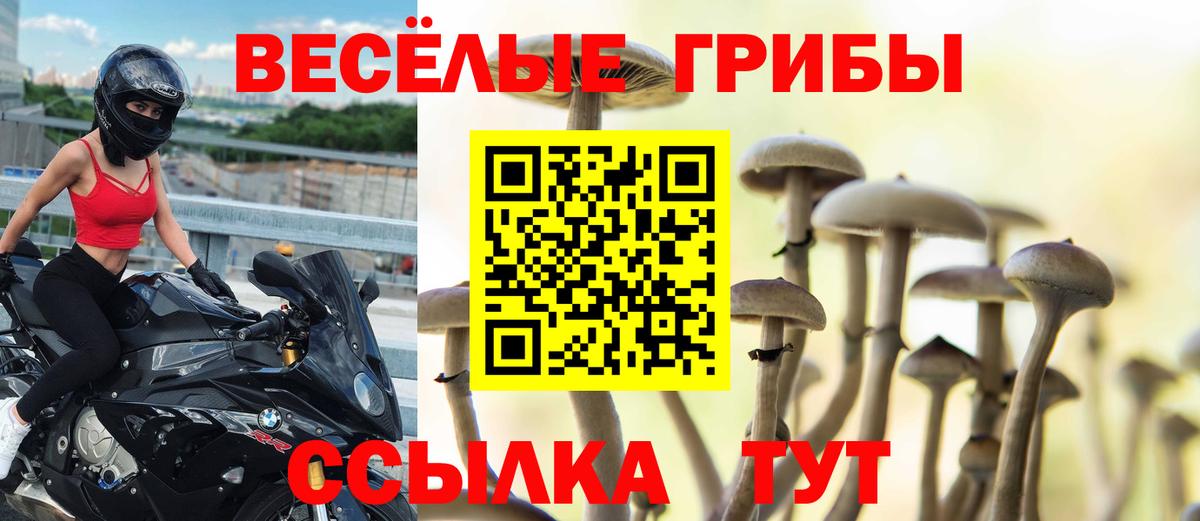 Галлюциногенные грибы Psilocybine cubensis Тверь